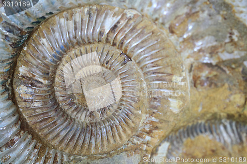 Image of ammonites fossil background