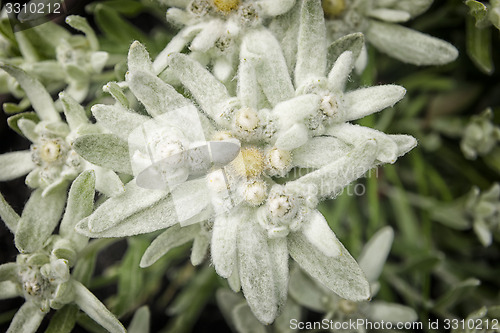 Image of Edelweiss flower