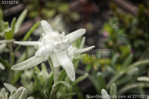 Image of Edelweiss flower