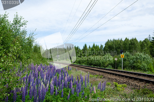 Image of Lupin flowers by the railroad