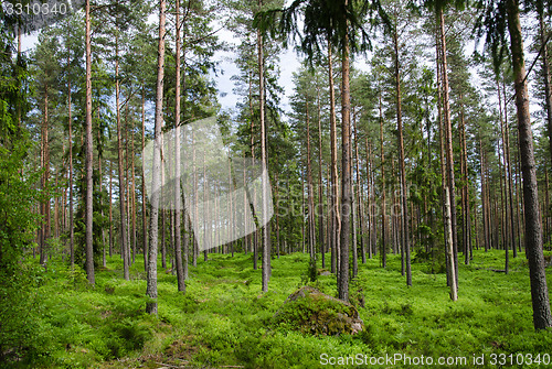 Image of Colorful pine tree forest