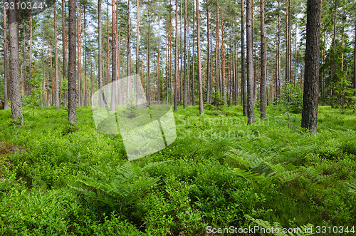Image of Green ground in a bright forest