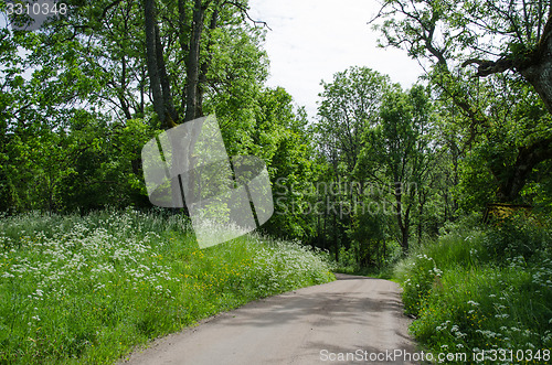 Image of Green gravel road