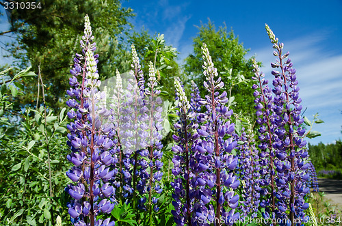 Image of Blue lupines closeup