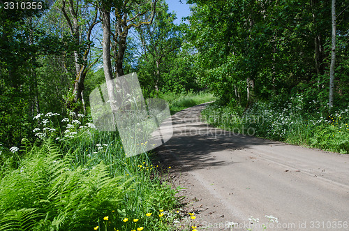 Image of Dirt road at summer