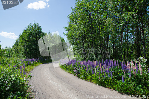 Image of Gravel road surrounded of lupines