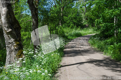 Image of Gravel road with summer feeling