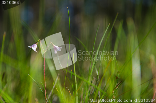 Image of Shiny twinflowers