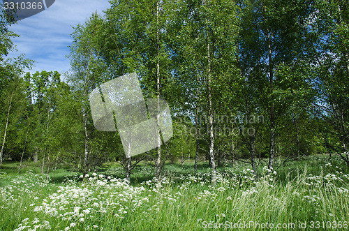 Image of Beautiful summer meadow