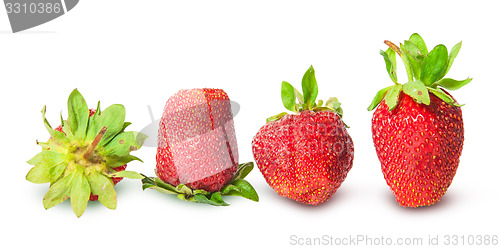 Image of Several strawberries in a row