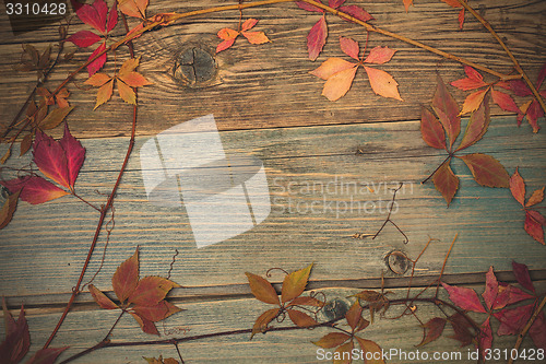 Image of Still Life with dry leaves and stems