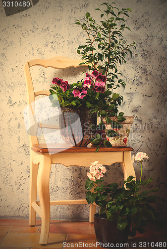 Image of Still Life with two pelargonium and fuchsia