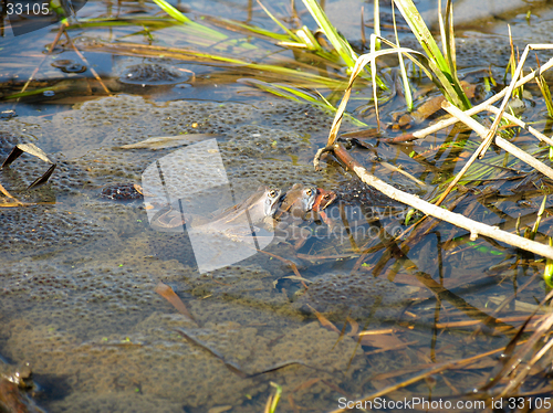 Image of Frogs