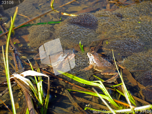 Image of Frogs