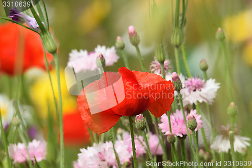 Image of SOFT SUMMER SCENE WITH POPPY.