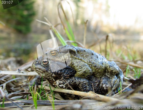 Image of Gray toads