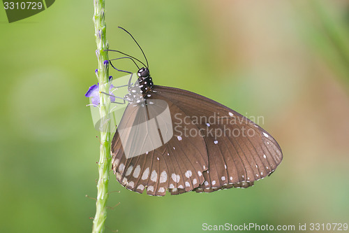 Image of Butterfly resting (Euploea core)