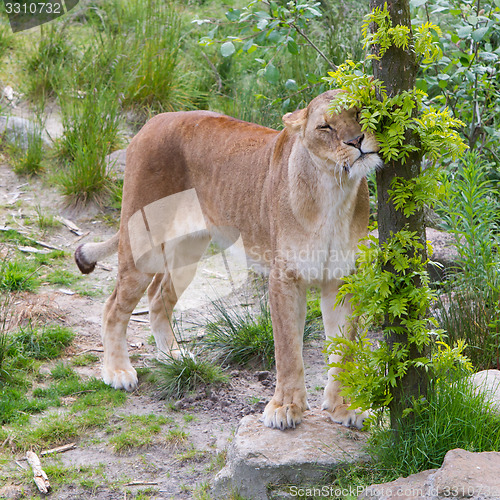 Image of Large lioness in green environment