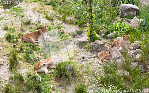 Image of Large lions in green environment