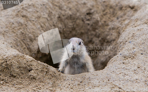 Image of Prairie dog checking out
