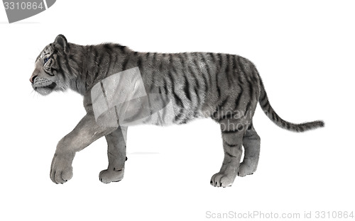Image of White Tiger