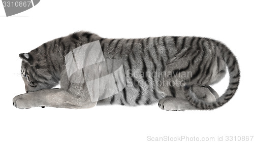 Image of White Tiger
