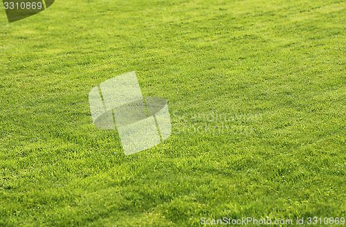 Image of Green lawn background