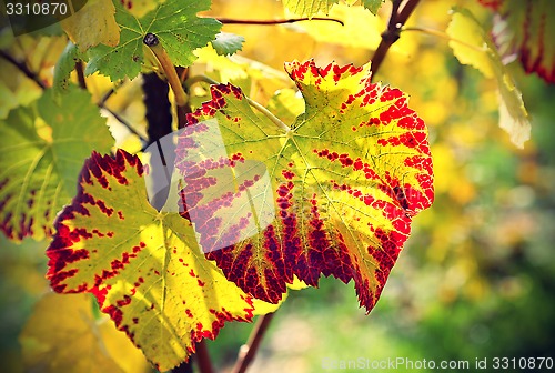 Image of Autumn bright leaf of grape 