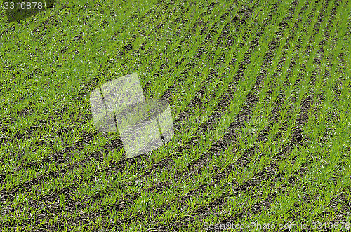 Image of rows of young prouts on the field