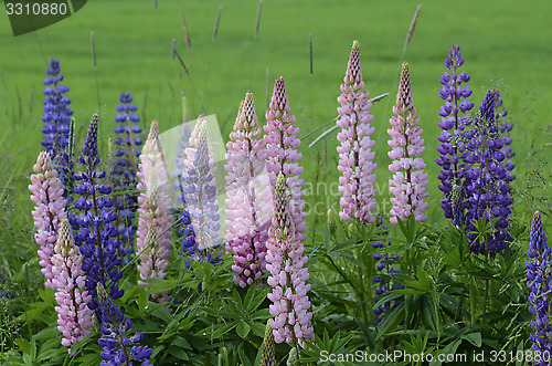 Image of blooming lupines on the side of road