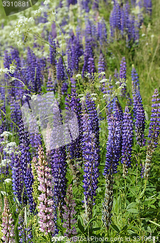 Image of blooming lupines in June