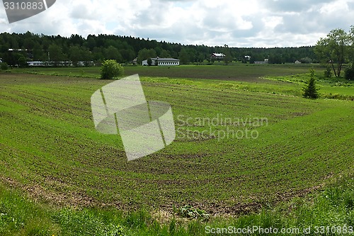 Image of rows of young sprouts on the field