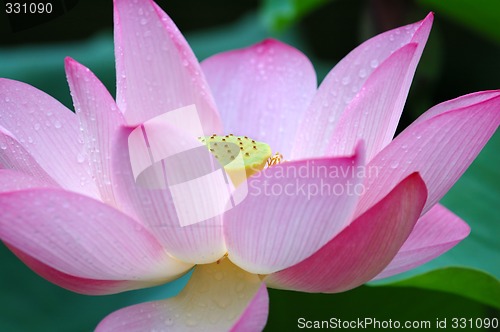 Image of Closeup of blooming lotus flower