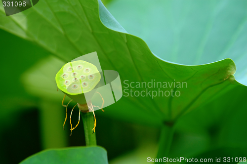 Image of Seed head of lotus