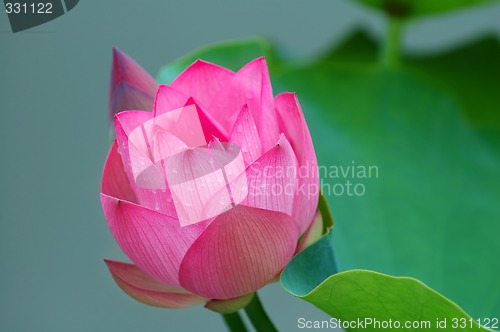 Image of Lotus flower and bud