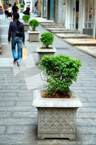 Image of Line of plant pots