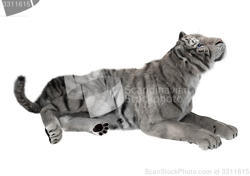 Image of White Tiger