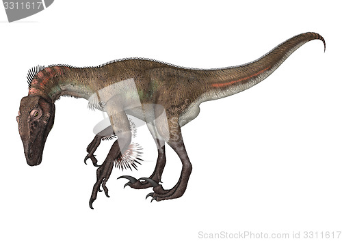 Image of Dinosaur Utahraptor