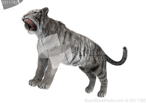 Image of White Tiger