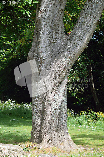 Image of Tree trunk.
