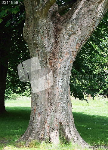 Image of Tree trunk.