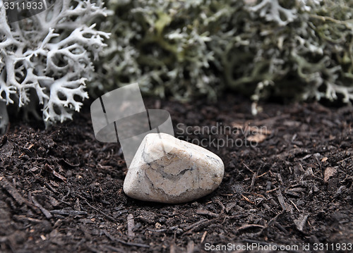 Image of Jasper on forest floor