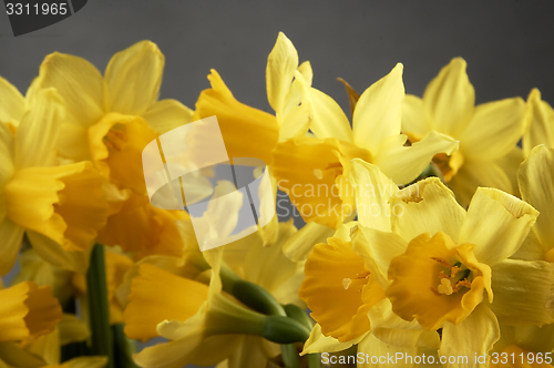 Image of Yellow daffodils seen up close.