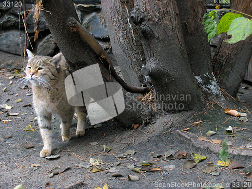 Image of Steppe wild cat