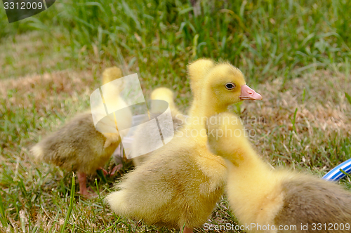 Image of Yellow goose on the grass.