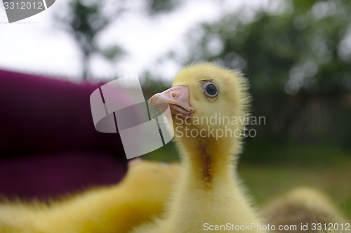 Image of The small yellow goose on the grass.