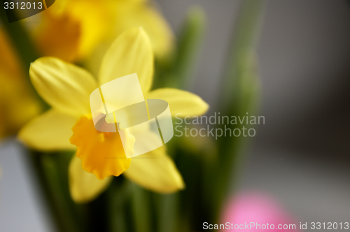 Image of Yellow daffodils seen up close.