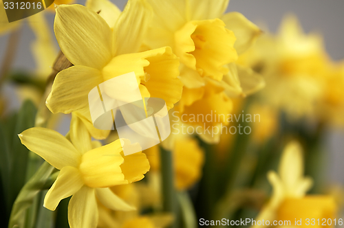 Image of Yellow daffodils seen up close.