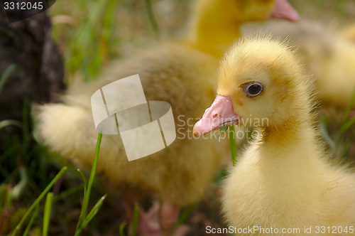 Image of Yellow goose on the grass.