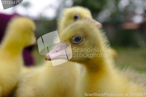 Image of Yellow goose on the grass.